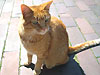 Kater Odysseus