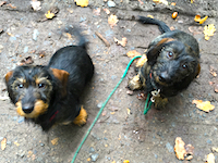 Dackel Luna und Cl&aauml;rchen